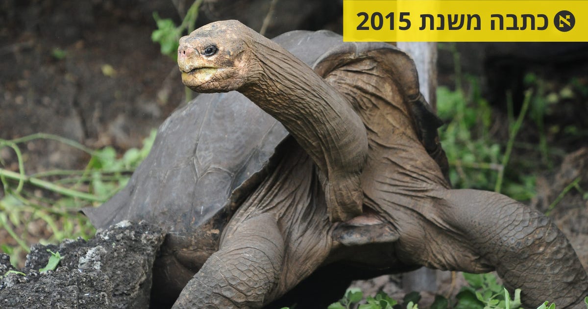 התחייה המחודשת של הצב ג'ורג' הבודד, שמת בגיל 100 - מדע