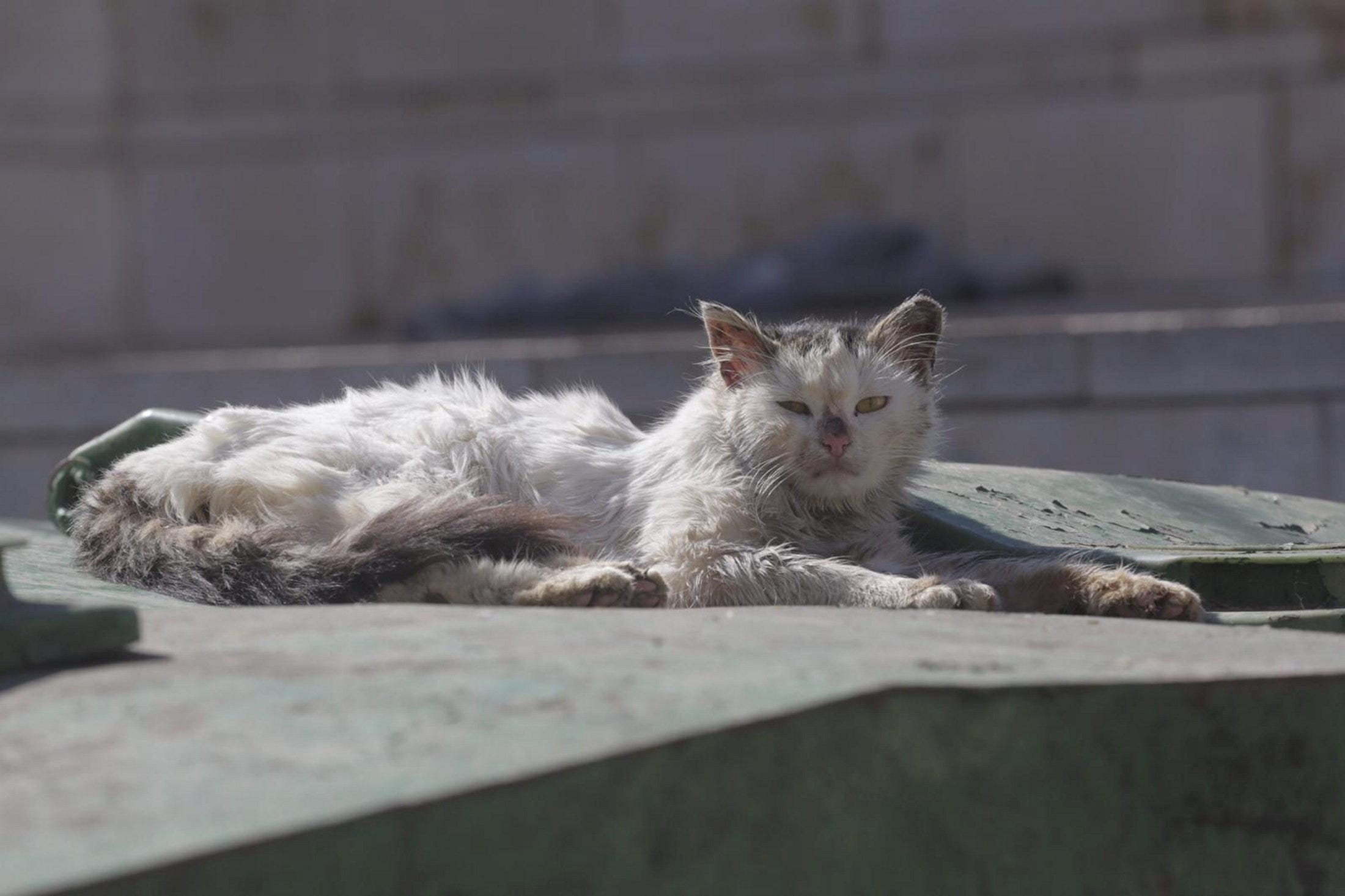 Q&A: What's Wrong With Feeding Jerusalem's Street Cats, and What's the ...