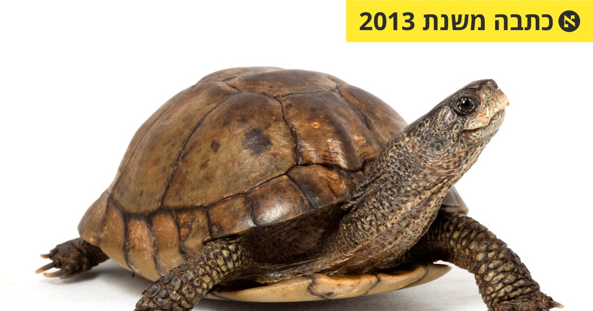 איך קיבל הצב שריון - הקצה