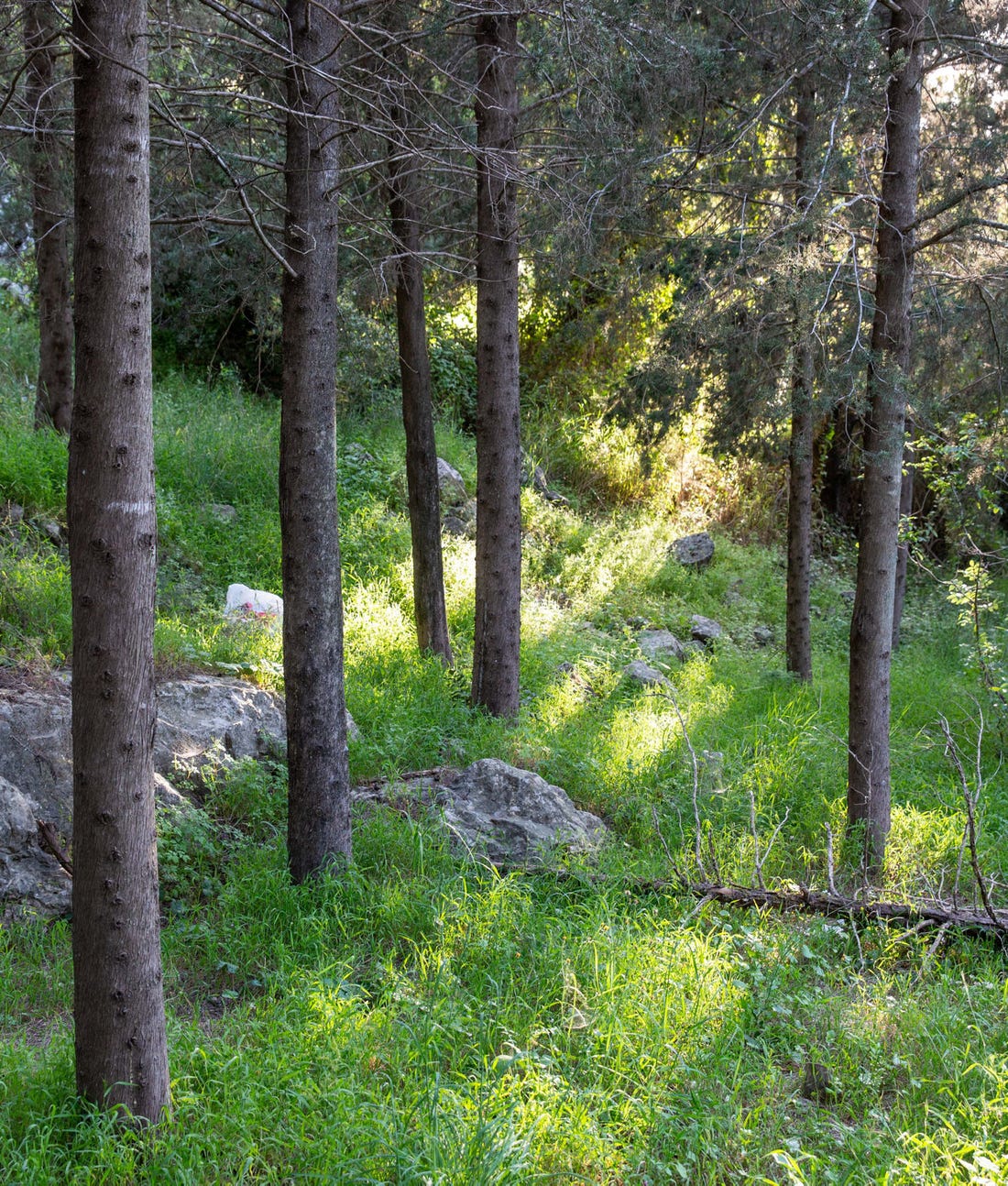 מאספקת מזון לוויסות שיטפונות, יכולתו של הטבע לתמוך באדם בישראל מידרדרת ...