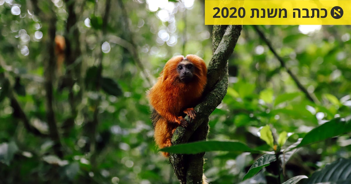 נער הפוסטר של פעילי הסביבה בברזיל: בעל רעמה זהובה שחי על העצים - סביבה ...