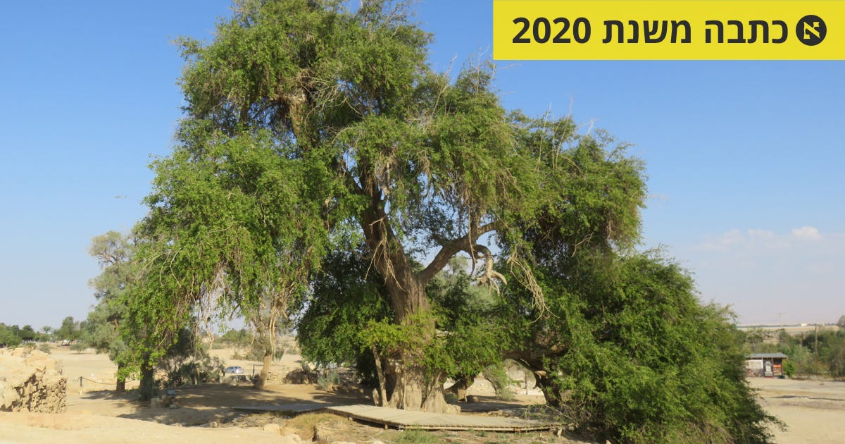 מסלול טיול בערבה: בעקבות אחד העצים הישישים בישראל - טיולים