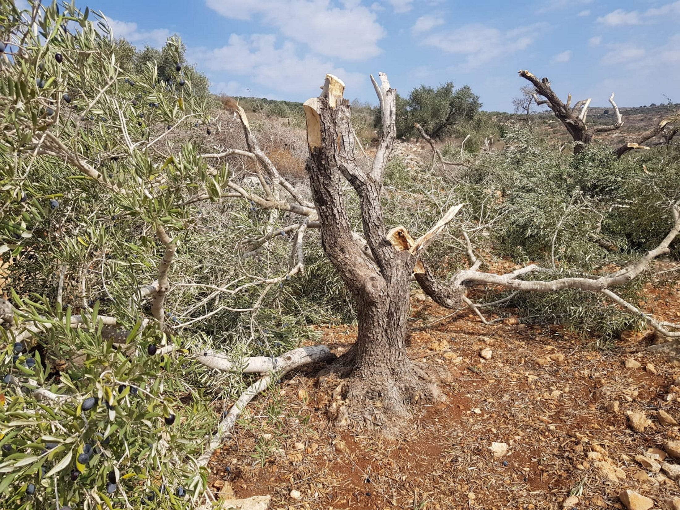 120 Olive Trees Belonging to Palestinians Destroyed in West Bank ...