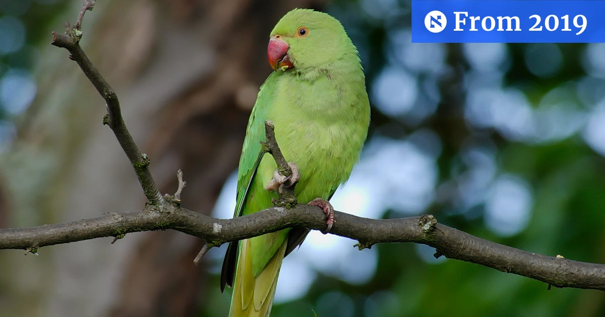 Israel Native Insects Invasive Species Are Displacing Native Birds in Israel, Study Confirms ...