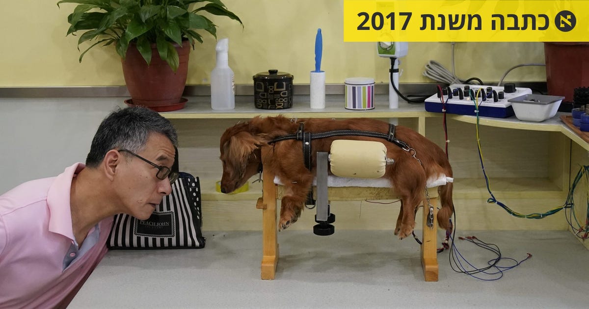 פה דקור הכלב - תמונות היום - הארץ