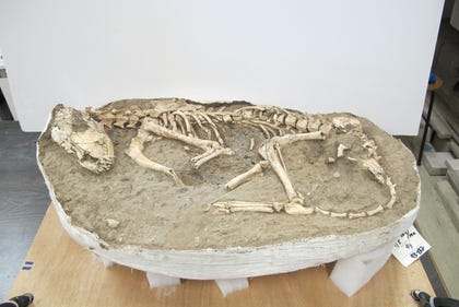 A grave from the Ashkelon dog cemetery
