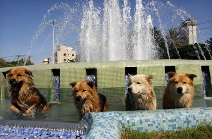 Siberian huskies in Tel Aviv, cooling in a fountain. The photo shows four dogs. The two on the left are brown, the third from left is whitish and the fourth is brown with a lighter muzzle and chest. The fountain has blue floor tiling.