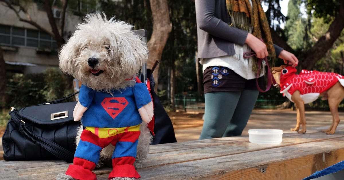 A Brief History of Purim, the Halloween of Jewish Holidays - Israel News - Vimarsana News