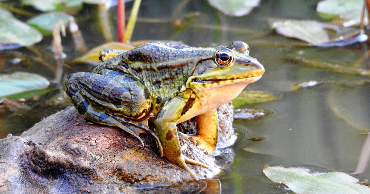 Un-draining the Swamp: Rewilding Project Aims to Resurrect Israeli Wetlands - Israel News - Vimarsana News