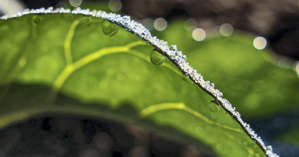 Lettuce Accrues Toxins From Our Car Tires, Study Proves - Science - Vimarsana News