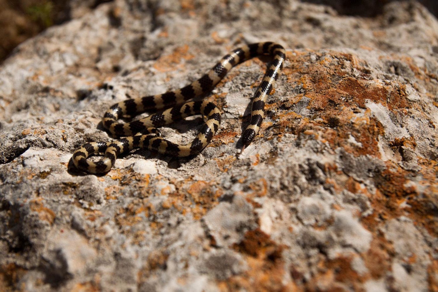 New Snake Family Identified in Israel and Africa - Nature & Environment