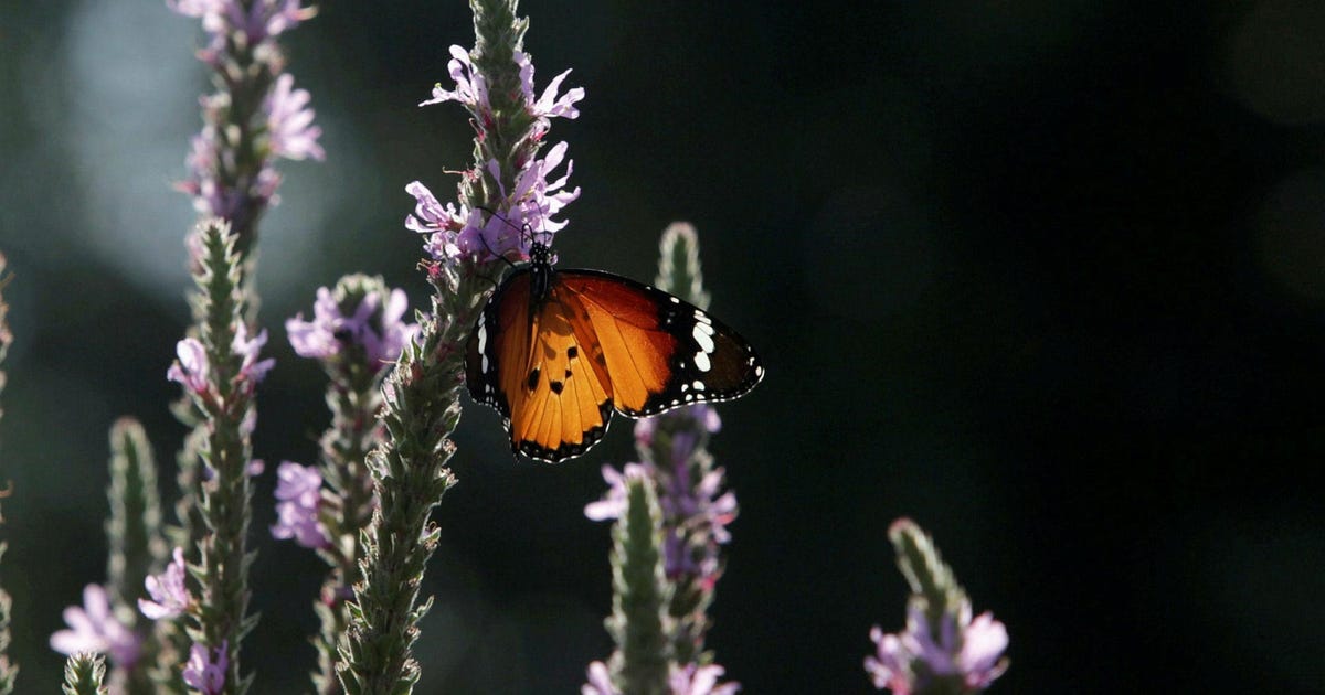 Judicial Overhaul? For Some Israelis the National Butterfly Is the Real Issue - Israel News - Vimarsana News