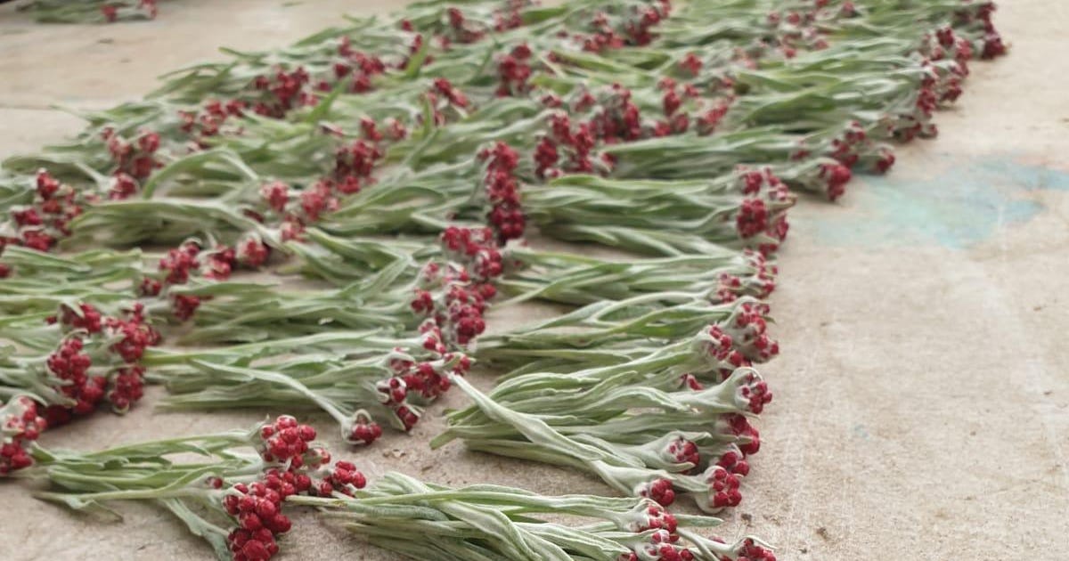 How a Wildflower Became a Symbol for Israel's Memorial Day - Memorial Day<!-- --> - Vimarsana News