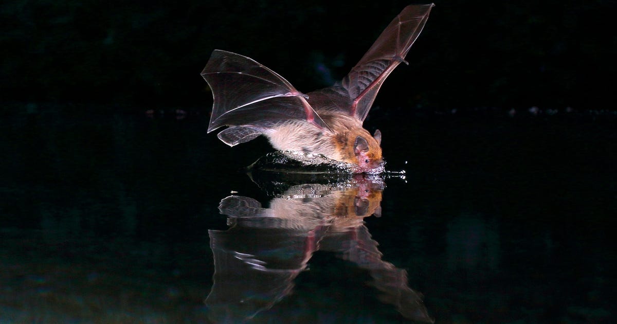 Lady Bats Get 'Pregnancy Brain' Too, Israeli Scientists Discover - Science - Vimarsana News