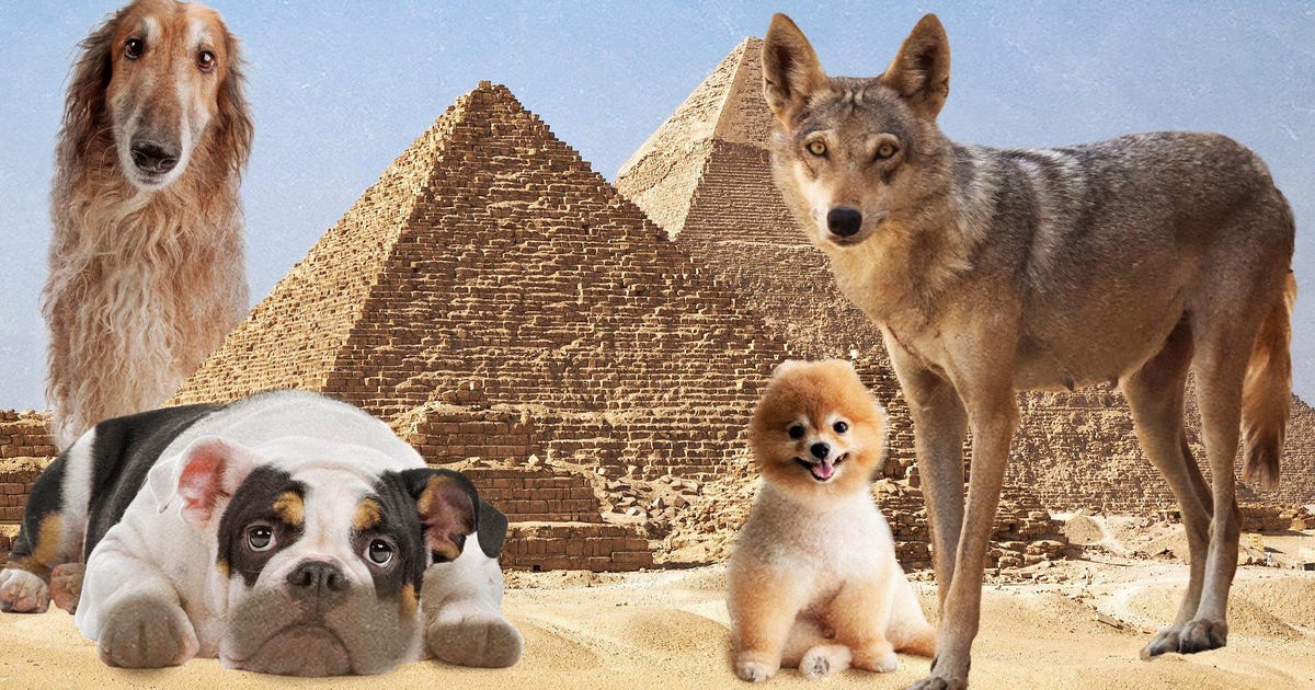 Mummified Dogs in Ancient Egypt: Were They Pets, Sacrifices or Wolves? - Archaeology - Vimarsana News