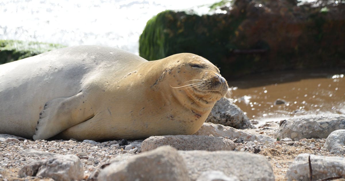 Mediterranean Monk Seal Visits Israel's Shore for First Time - Israel News - Vimarsana News
