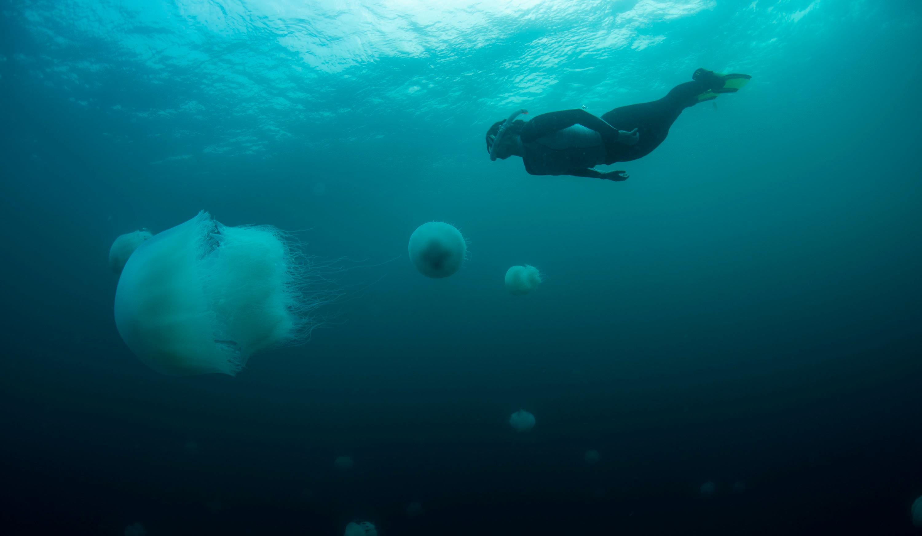 'Cold Snap' in Mediterranean May Spare Israelis the Usual Jellyfish This Summer - Israel News - Vimarsana News