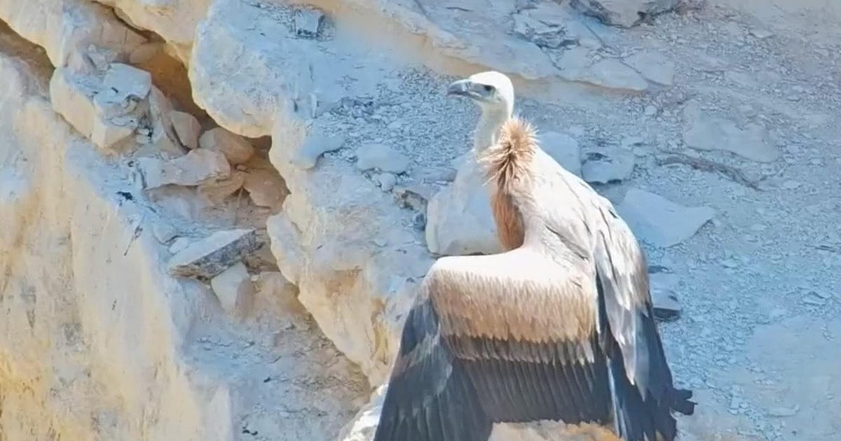 Three Ultra-rare Vulture Chicks Take Wing in Israel - Israel News - Vimarsana News