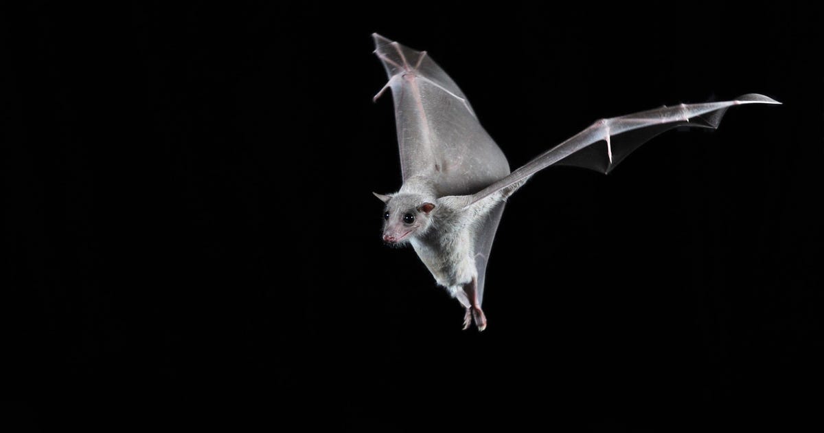 Israeli Scientists Turn Fruit Bats Into Flying Weather Stations - Israel News - Vimarsana News