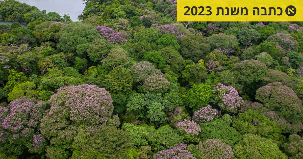 עצים ביער הגשם צומחים רחוק מבני מינם – וכך מתאפשר מגוון ביולוגי רחב ...