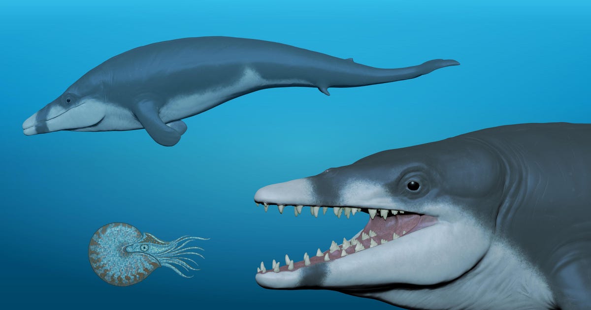 Tiny Teenage Fossil Whale Found in Egypt Named for King Tut - Middle East - Vimarsana News