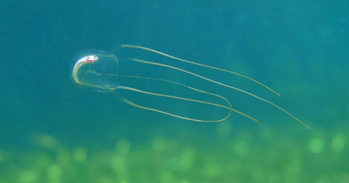 Jellyfish Can Learn, Scientists Discover - Science - Vimarsana News