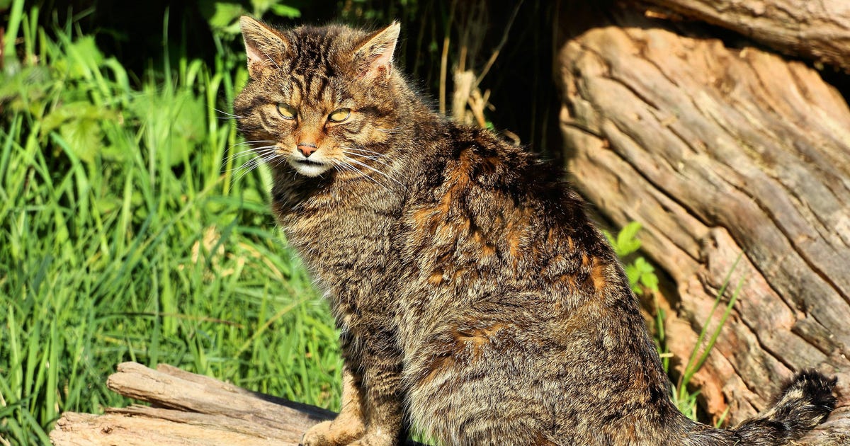 Wildcats in Europe Snubbed Domestic Cats for 2,000 Years - Science - Vimarsana News
