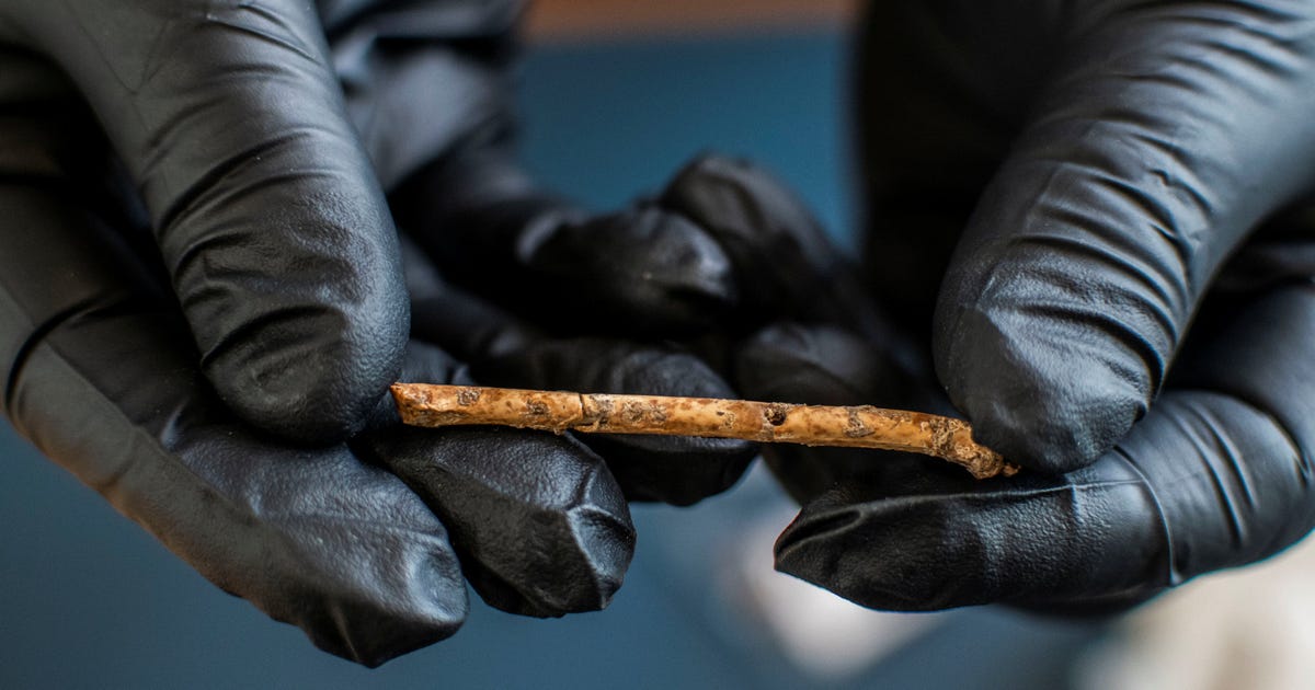 The 12,000-year-old Duck Call and Other Top Archaeology Stories in Israel 2023 - Archaeology - Vimarsana News