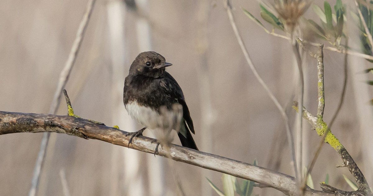 Winner of Israel's Bird of the Year 2023 Contest: A Lost Pied Bush Chat - Israel News - Vimarsana News