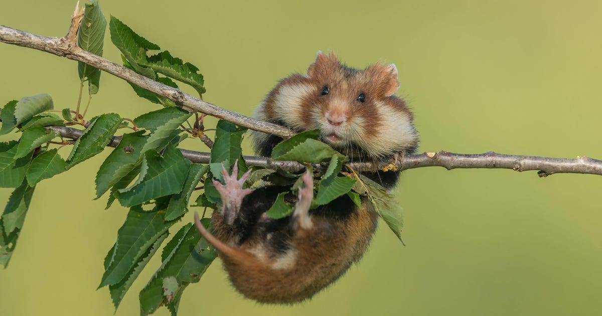 Israeli Scientists Looking for New Male Infertility Test Make Shock Discovery About Sperm – and Hamsters - Science & Health - Vimarsana News