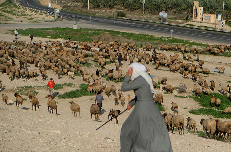 Settler Council's Confiscating Palestinians' Herds Is Illegal Says Military Legal Adviser - Israel News - Vimarsana News