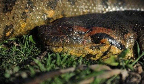 Science Recognizes New Species of Giant Snake: Northern Green Anaconda - Science - Vimarsana News