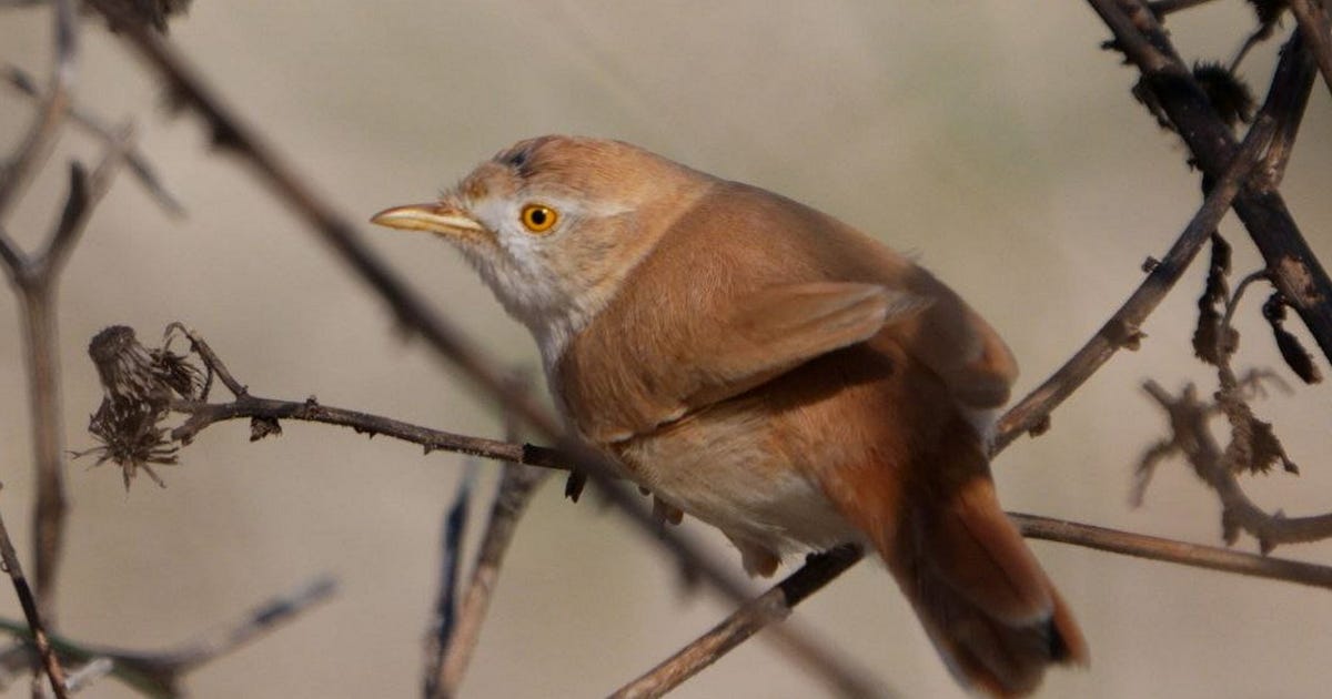 Saharan Desert Warbler Spotted in Haifa, Thousands of Miles From Home - Israel News - Vimarsana News