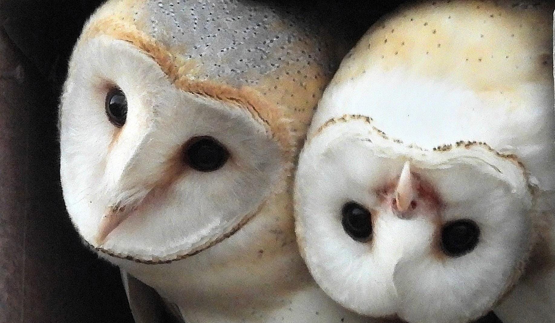 The Dove of Peace Is Ailing. Meet Israel's Barn Owl of Bonhomie - Science & Health - Vimarsana News