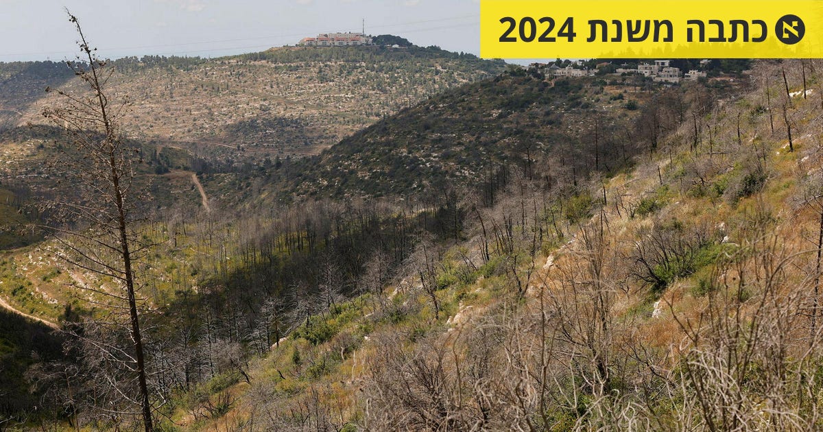 היערות בישראל מזדקנים. הפתרון שנבחר: לנטוע פחות - סביבה ואקלים - הארץ