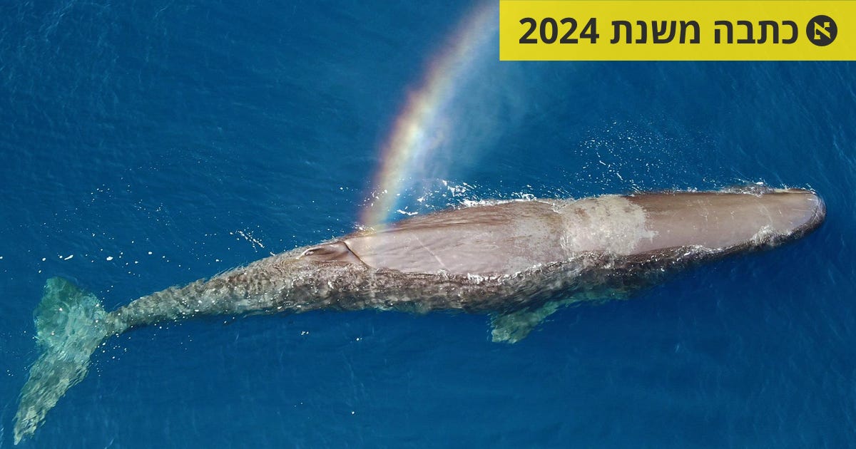 מסע ימי אל ארץ הקודש: תועד המרחק הגדול ביותר שעבר לווייתן ראשתן בים ...