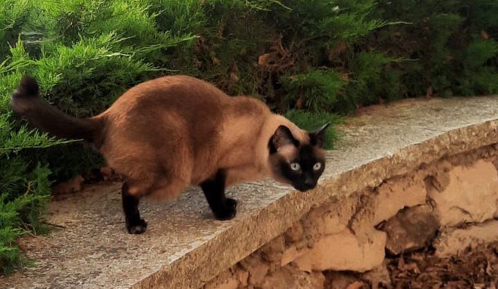 Personalized Bacteriophage Therapy Heals Jerusalem Cat Who Fell Three Stories - Science & Health - Vimarsana News