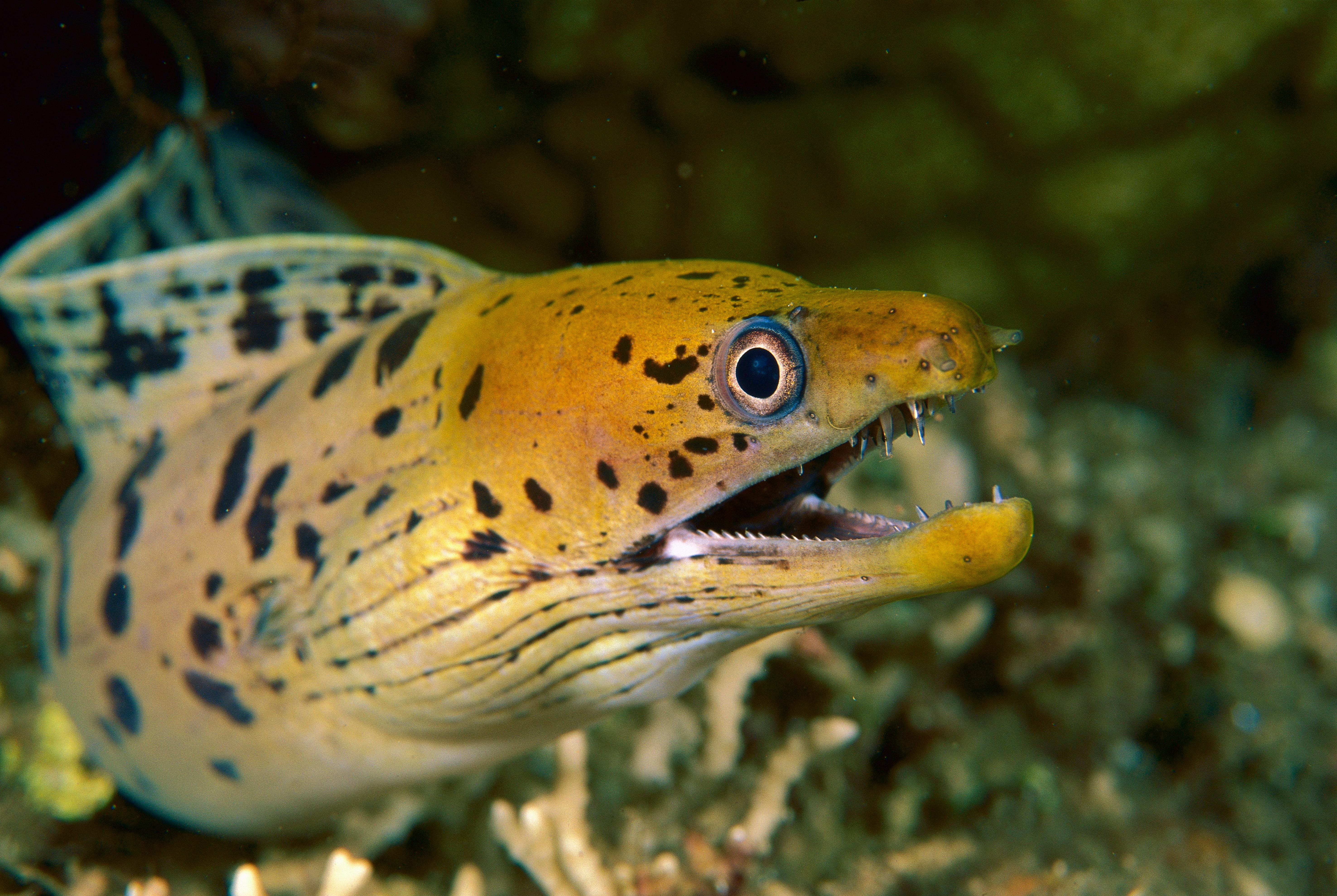 From Scripture to sea: The revival of Hebrew fish names