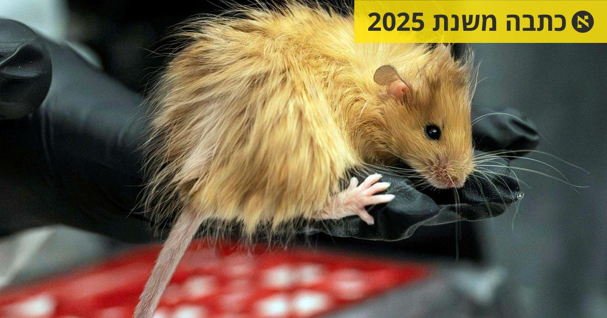 העכבר יוליד הר? מדענים הציגו עכבר מהונדס גנטית עם פרוות ממותה - גנום - הארץ