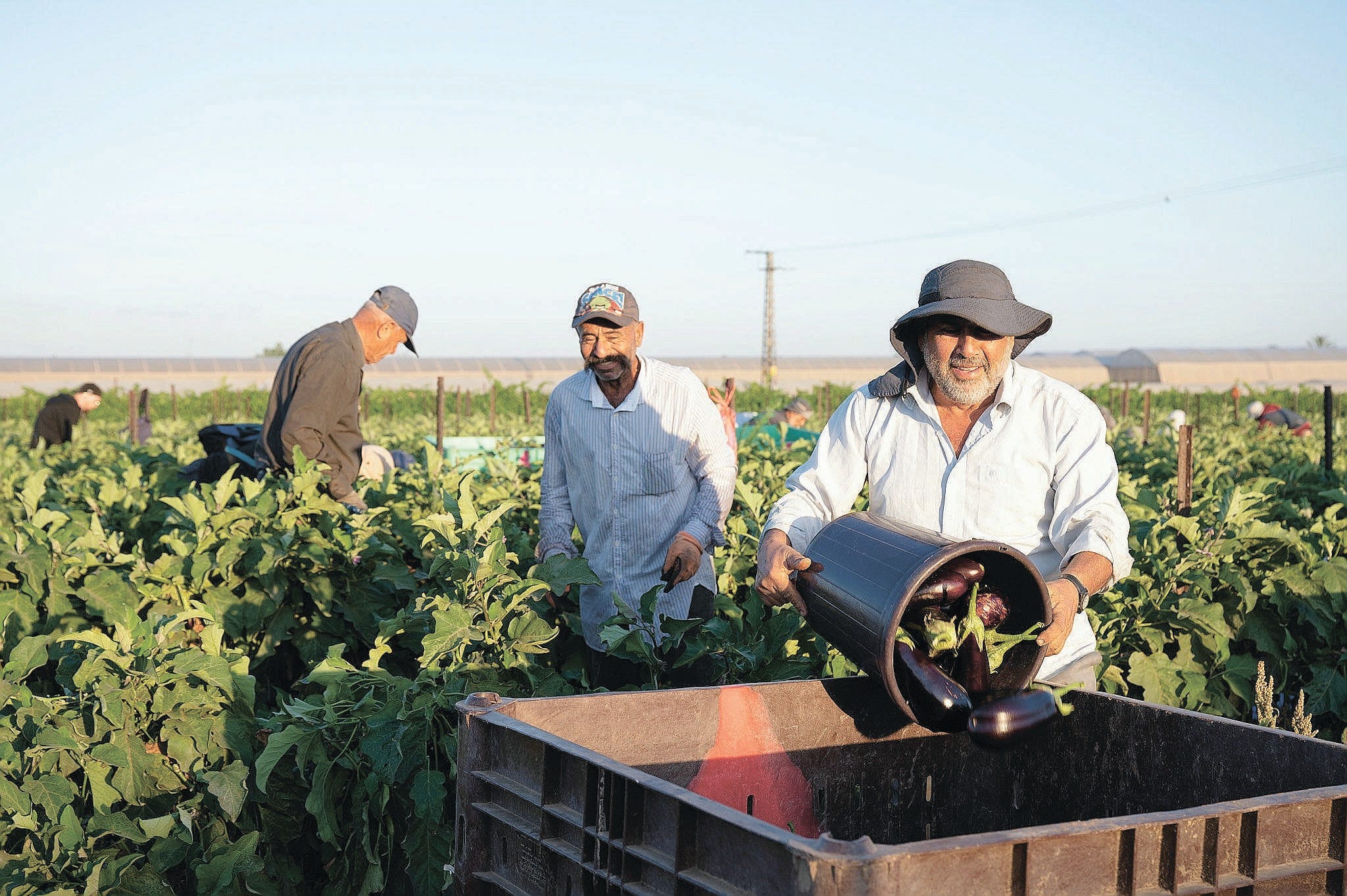 Leket Israel: Food Waste in Israel Reaches an All-Time High - Haaretz ...