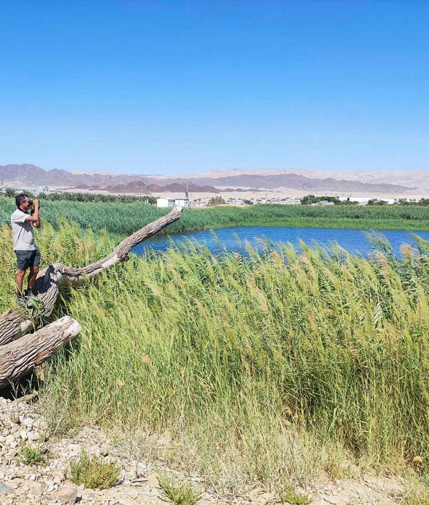 פינה ירוקה בלב המדבר: מאגר שפכים באילת הוסב לאתר טבע המותאם לשהיית ...