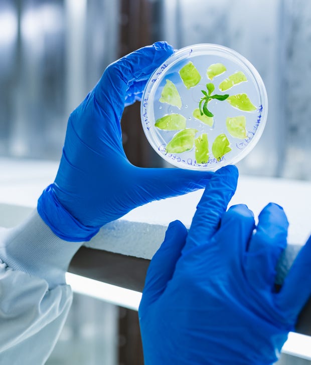 Early stage of developing a plant expressing the required target protein | Photo: Alexander Seleznev