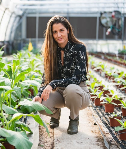Dr. Dana Yarden in the tobacco greenhouse | Photo: Alexander Seleznev
