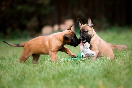 Belgian Shepherd Dog