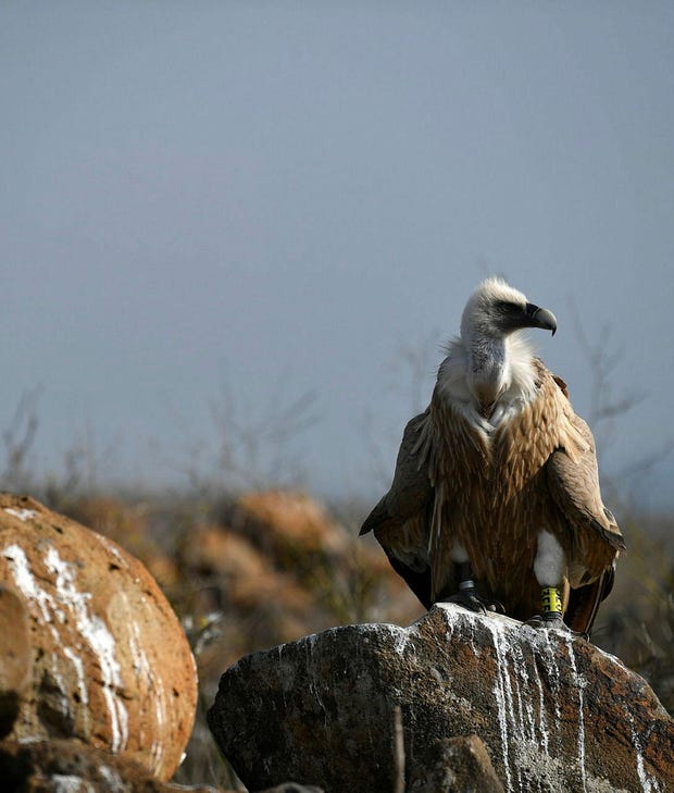 A griffon vulture at the Gamla Nature Reserve in the Golan Heights, 2023. Repeated poisonings destroyed what was once Israel's largest vulture breeding colony.