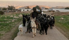 An Israeli settler leads goats across a Palestinian village in the West Bank's Jordan Valley earlier this year.