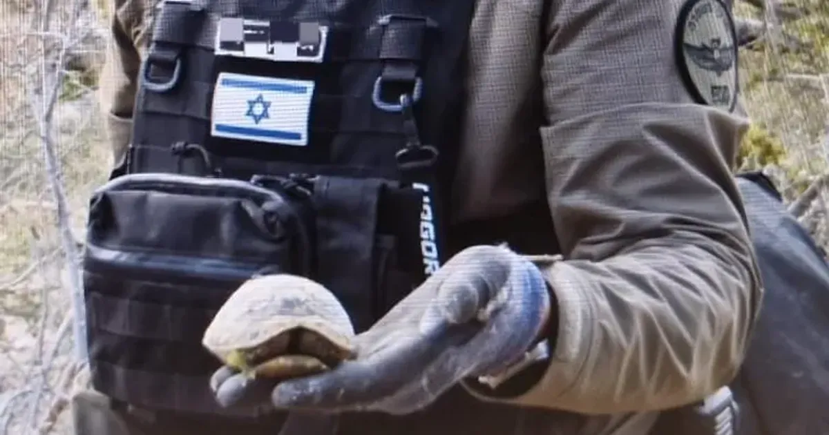 Shell-shocked but Safe: Jerusalem Police Rescue Turtle From Missile ...