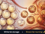 The Browning Process: Activating Energy Use Within Fat Tissue | הדמיית AI