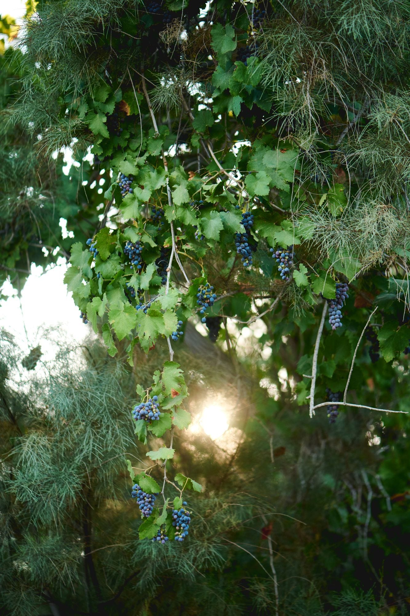 Grapevines that survived in abandoned orchards in dunes along the southern coastal plain by climbing up trees.