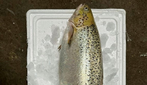 Salmon raised at Ma'agan Michael. Two facilities will soon be built, enabling the production of thousands of tons a year. Credit: Nimrod Gliksman Salmon raised at Ma'agan Michael. Two facilities will soon be built, enabling the production of thousands of tons a year.